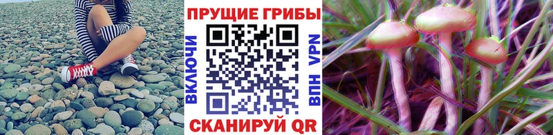 Галлюциногенные грибы GOLDEN TEACHER  нарко площадка клад  Пенза 